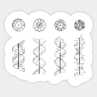 A-,B-,C- and Z-DNA Sticker